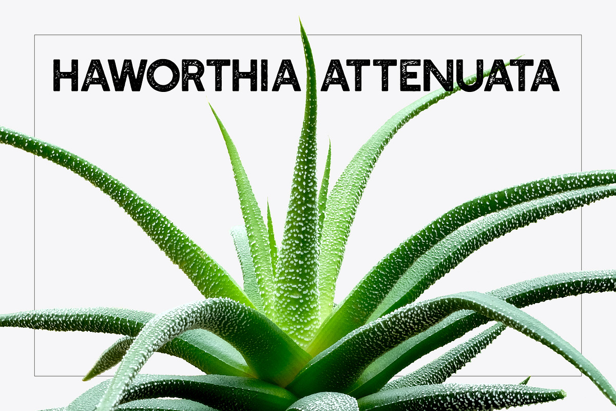 Succulents -Real Haworthia Specimens, an Object Graphic by Turning Moss (Photo 2 of 9)