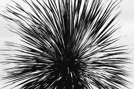 Green palm leaf preview 6