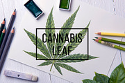 Botanical hand drawing - sativa leaf, a Healthcare Illustration by separisa (Thumbnail 1 of 6)