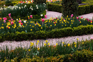 Flower bed with colorful tulips at Miramare Castle in springtime, a Nature Photo by Bepslabor