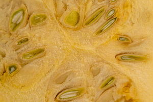 natural yellow-orange ripe pumpkin or zucchini, a Photo by rsoollAI