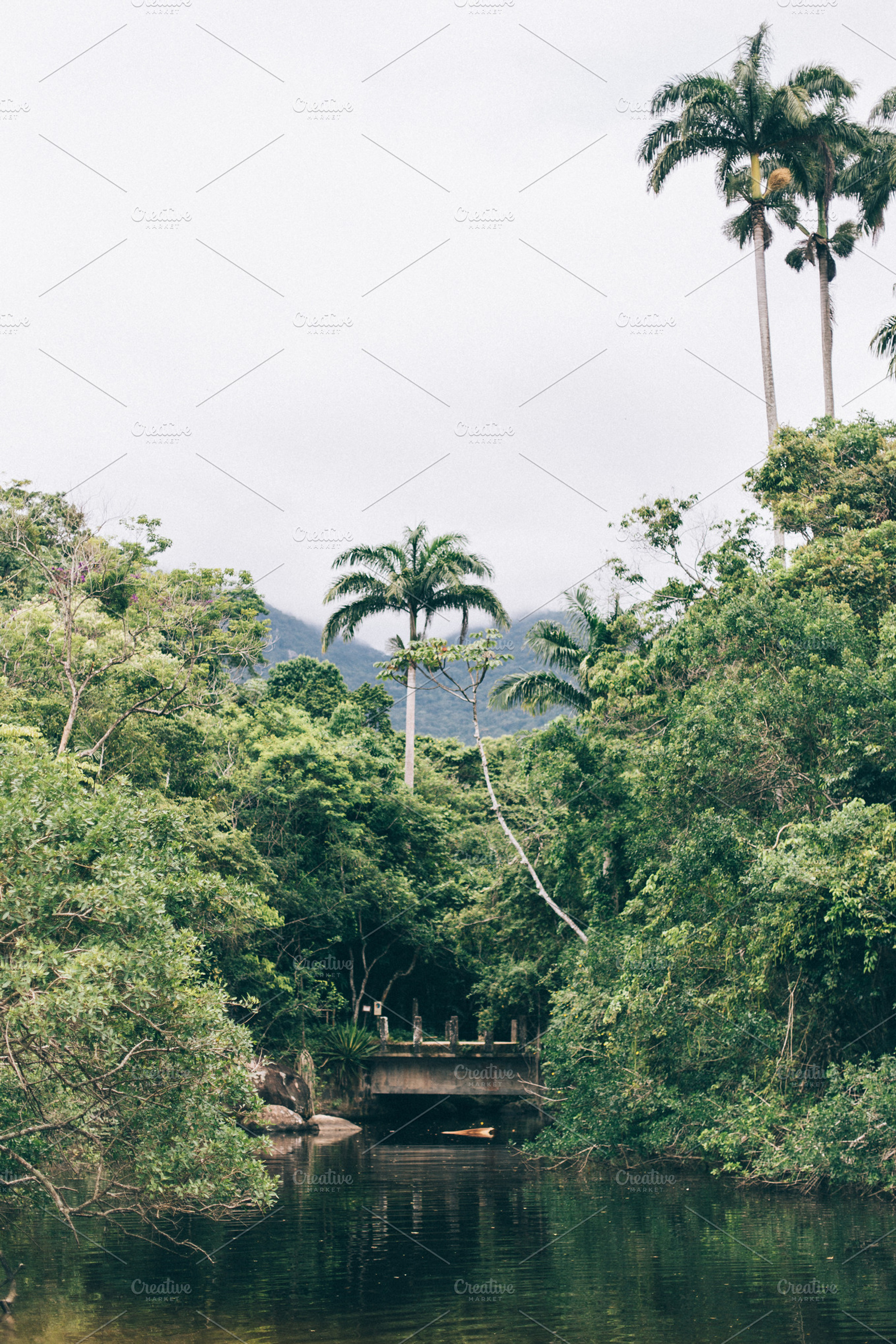 Tropical forest containing ilha grande, rio de janeiro, and brazil, a Nature Photo by Walking Blonde