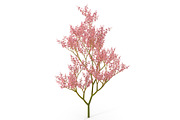 Filipendula rubra, a Plants & Tree 3D Model by AndrewWhite (Thumbnail 1 of 11)