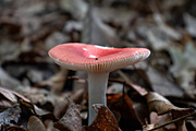 Mushrooms In The Forest Photography, a Nature Photo by Full Circle Design Studio (Thumbnail 15 of 38)
