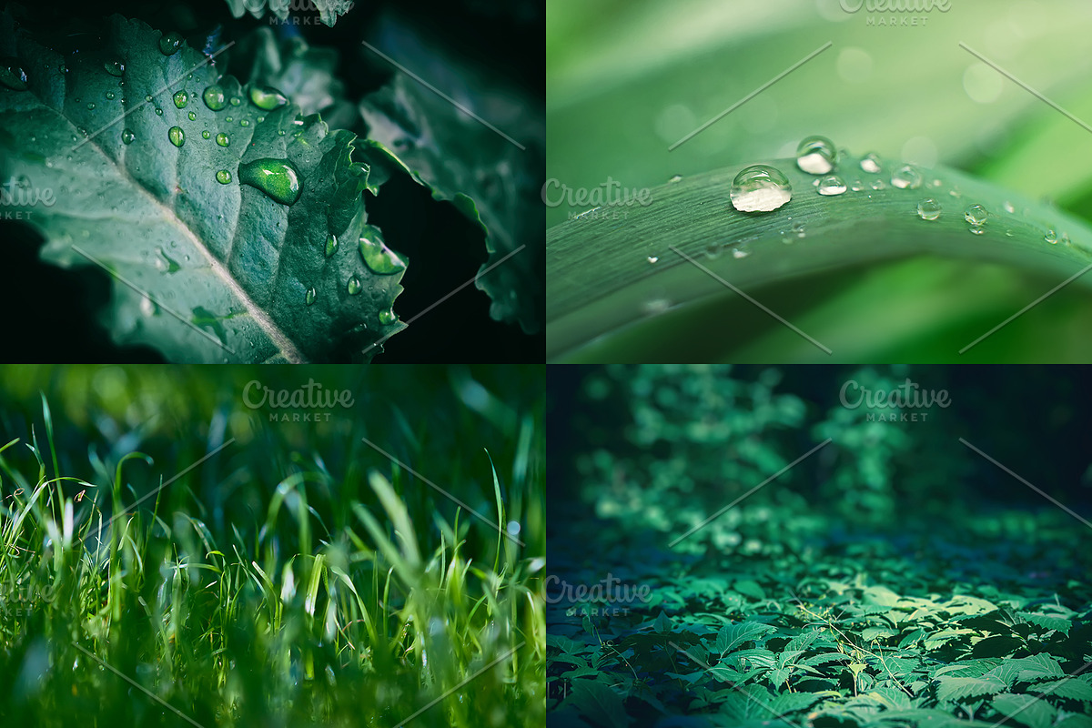 Green leaves Bundle, a Nature Photo by Vladimir Kazimirov (Photo 6 of 10)