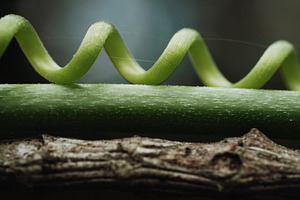 Corky Passion Vine, a Nature Photo by Rob D Animal Photography