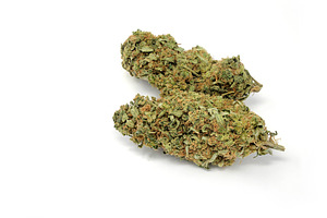 Cannabis marijuana weed bud close up