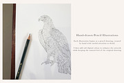 British Wildlife Species Set - PNGs, an Animal Illustration by LaurenFittonIllustration (Thumbnail 9 of 10)