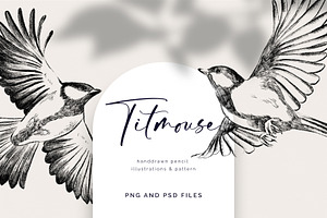 Titmous. Pencil illustrations