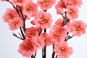 A vibrant arrangement of pink cherry blossom flowers against a white background, a Background Photo by ImageMir