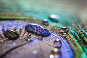 Water Drops on Peacock Feathers