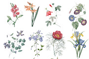 Botanical Illustrations - Garden, an Illustration by BlackBird Foundry (Thumbnail 2 of 4)