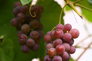 Ripe pink and red grapes hanging on vine vertical photo. Vertical close-up phot