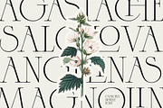 Caseopia Elegant Display Serif Font, a Serif Font by Letteralle Studios (Thumbnail 4 of 10)