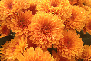 Orange Chrysanthemums