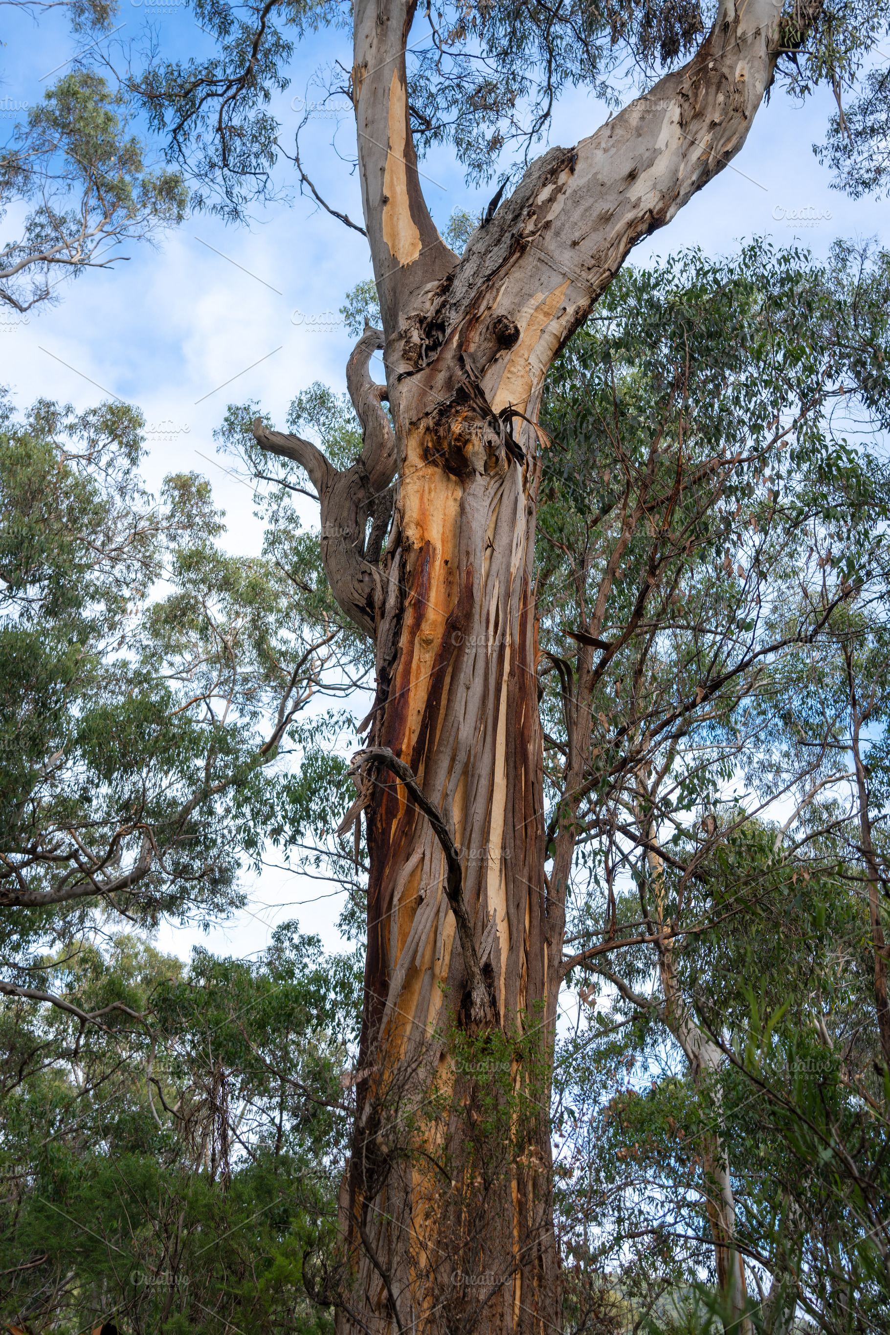 Eucalyptus trees, Great Ocean Road, Australia, a Nature Photo by GoodGoods