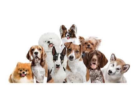 Differents dogs looking at camera containing collage, domestic, and group, an Animal Photo by Volodymyr Melnyk