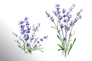 Lavender Mood, a Decorative Illustration by Daria Ustiugova (Thumbnail 5 of 14)