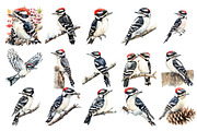 Downy Woodpecker Clipart, Woodpecker, an Illustration by SinaCreation (Thumbnail 2 of 4)