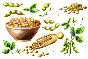 Soybeans & Soy Products. Watercolor