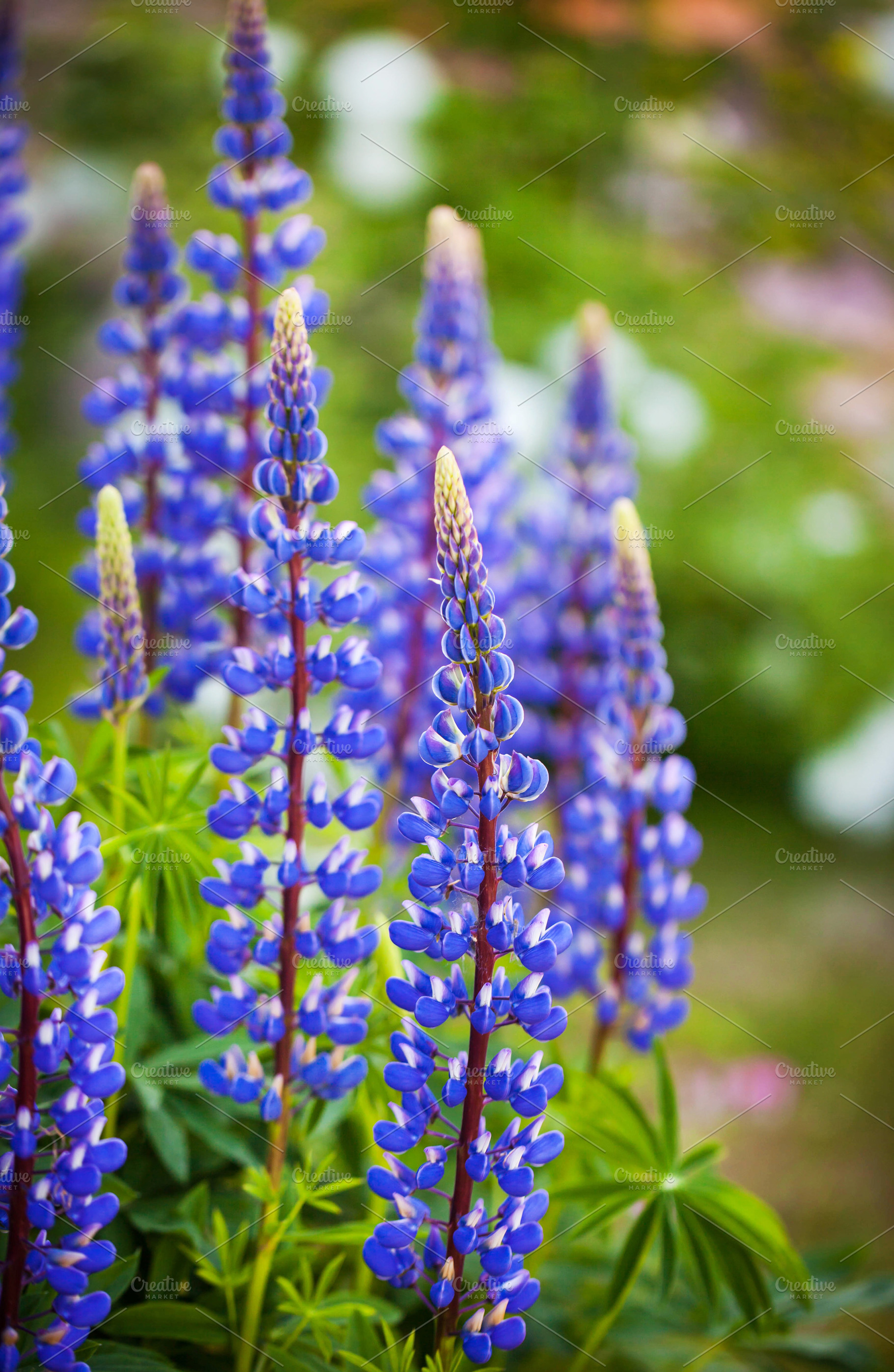 Purple lupine or Lupinus polyphyllus, a Nature Photo by Kate S
