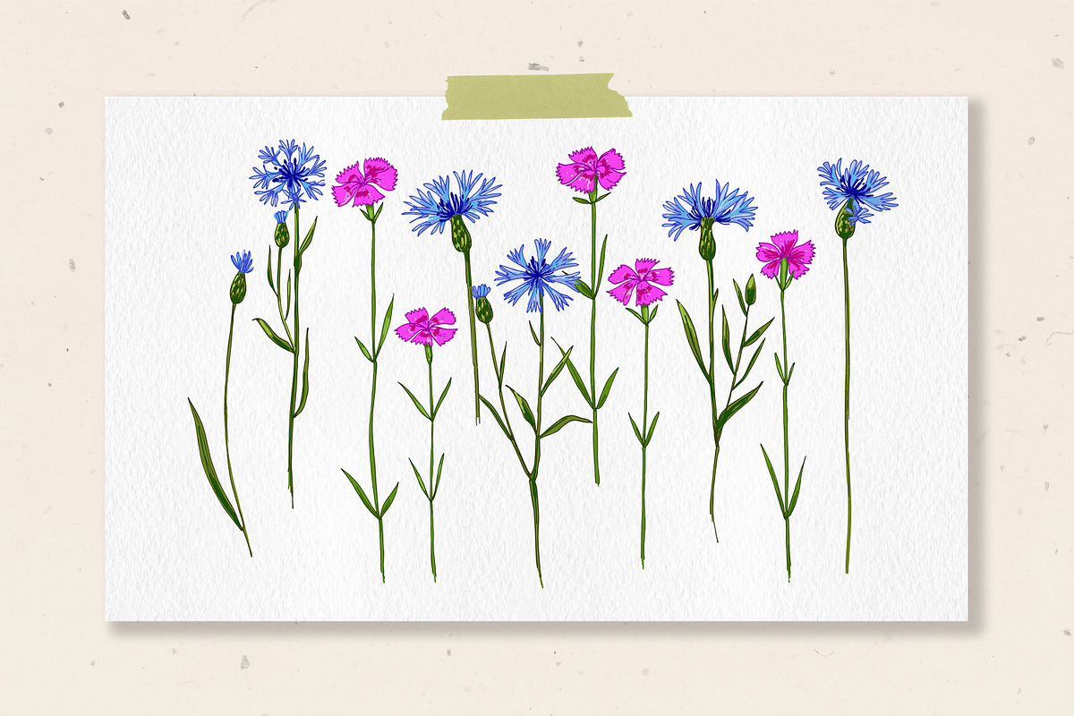Wild herbs. Wildflowers in summer, a Decorative Illustration by irina.vaneeva (Photo 3 of 8)