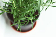 Fresh Herbs Photo Pack, a Templates & Theme by c l a r a X Y (Thumbnail 5 of 5)