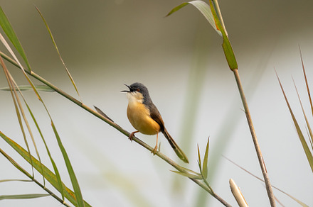 Ashy Prinia Perched on a Grass Stem, a Background Photo by Clinton Weaver