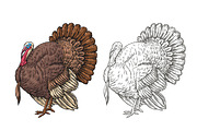 Vintage Turkey Vector Art, an Animal Illustration by Kusumaillustration (Thumbnail 3 of 4)