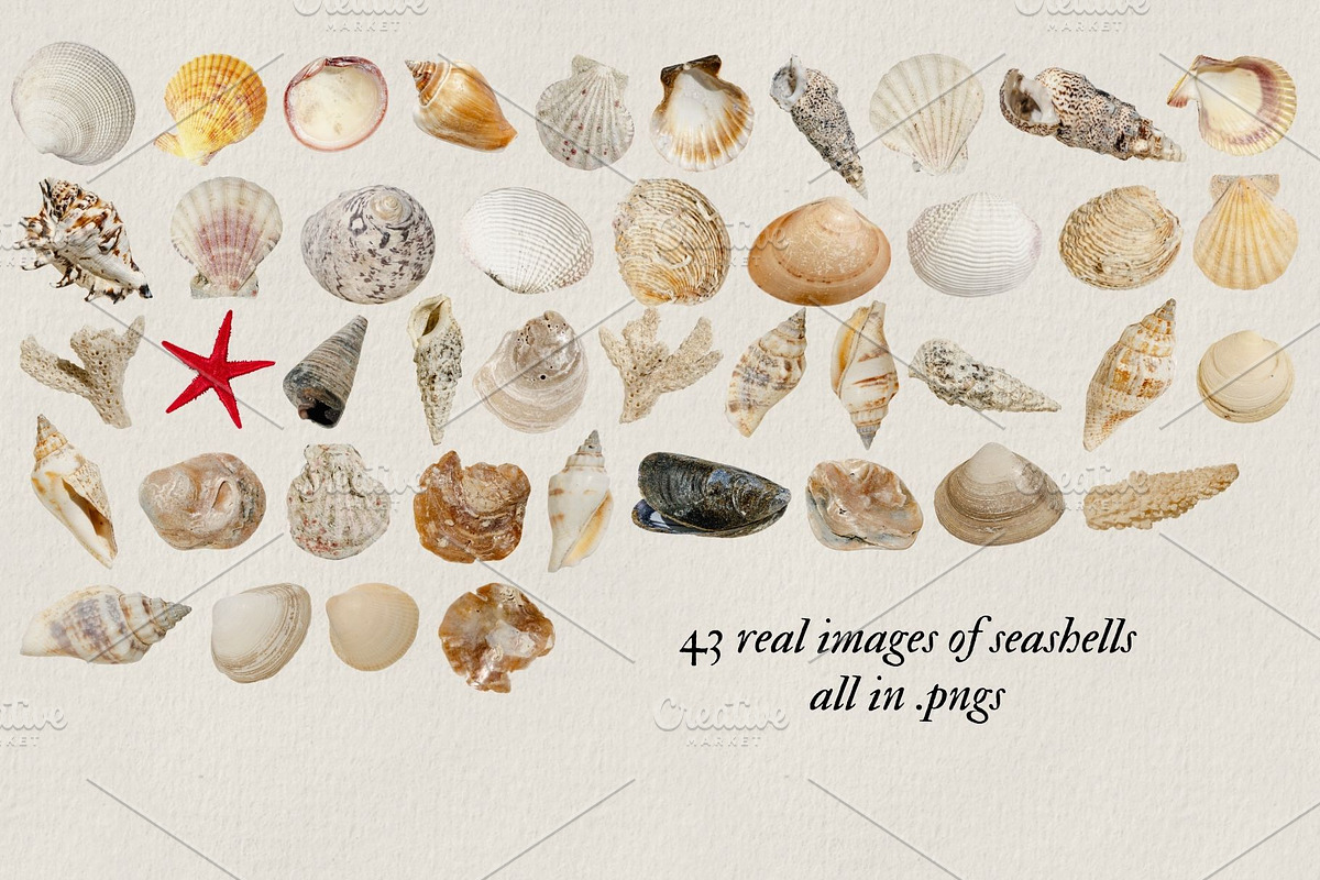 Shells of the sea, a Nature Photo by studiottander (Photo 2 of 5)