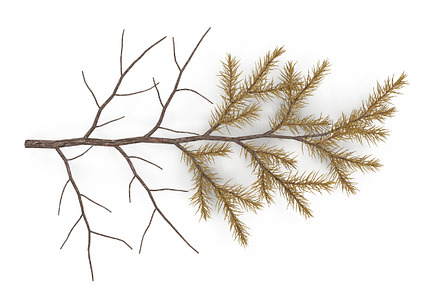 Spruce Branch Dry