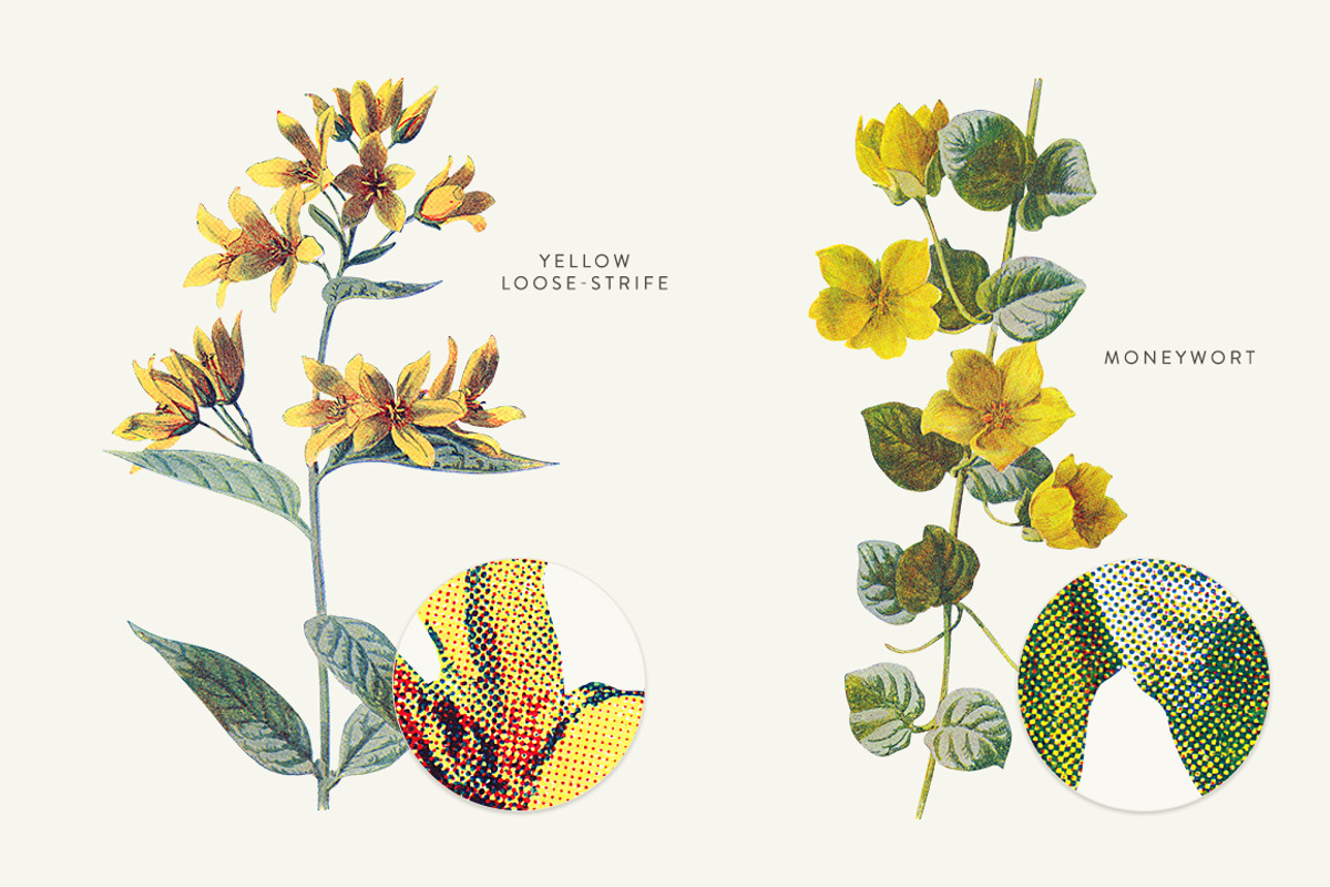 Vintage Flowers Vol.01 - Extra Large, an Illustration by Greta Ivy (Photo 13 of 18)