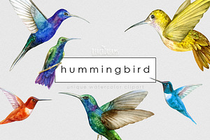 Hummingbird Birds Collection