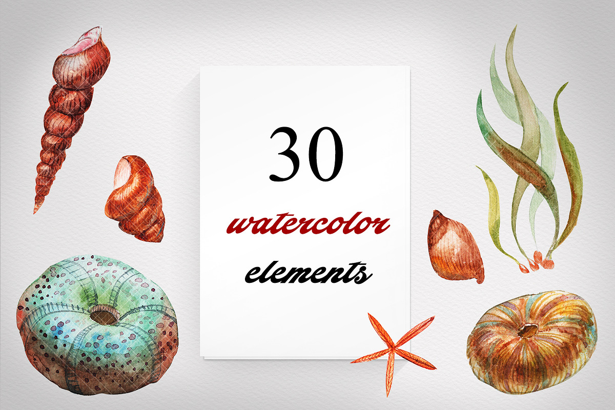 Seashell collection, a Decorative Illustration by Germesia arts store (Photo 1 of 4)