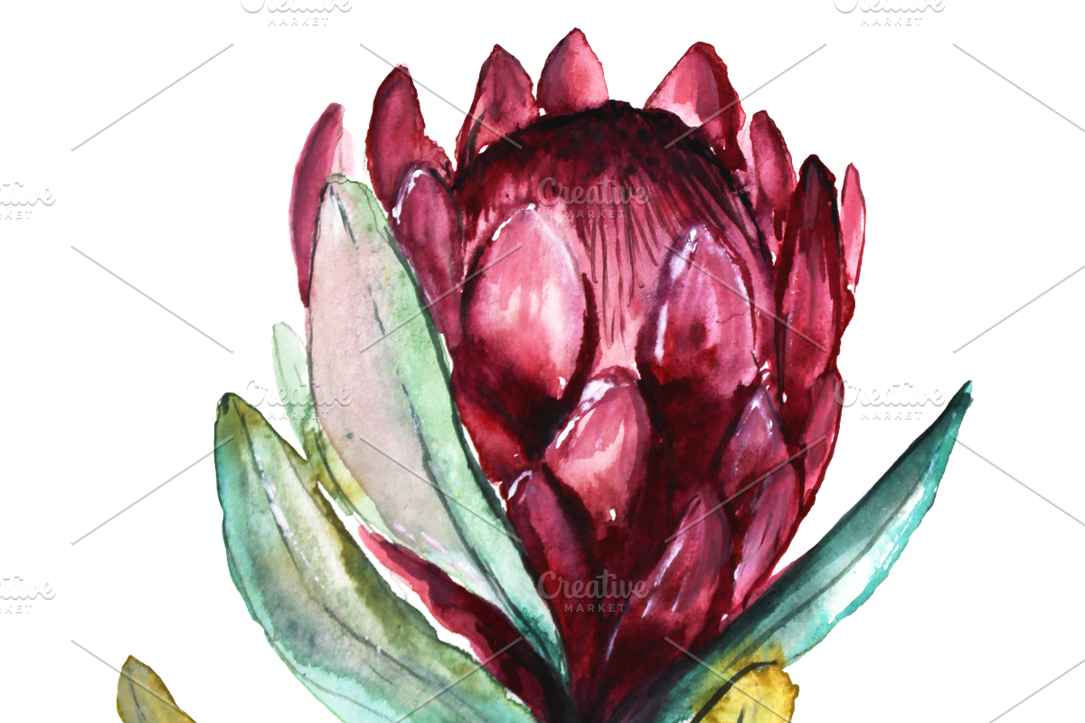 Watercolor Fynbos Flowers, a Decorative Illustration by Karliefie (Photo 6 of 7)