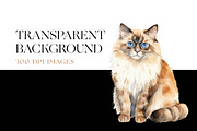 Ragdoll Cat Clipart, Ragdoll Kittens, an Animal Illustration by BrushstrokeArtGB (Thumbnail 6 of 9)