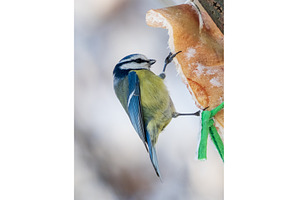 Blue tit or Cyanistes caeruleus, an Animal Photo by Fascinadora