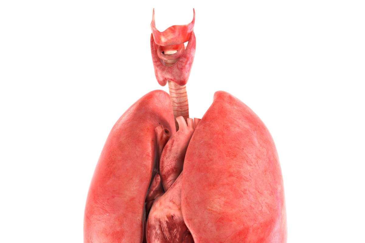 Human internal organs, a Characters & Person 3D Model by konstantin.ermolaev (Photo 7 of 46)