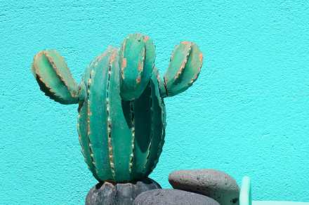 Cactus home decor on blue wall background. Summer vacation styli, a Nature Photo by Jenya Porechenskaya