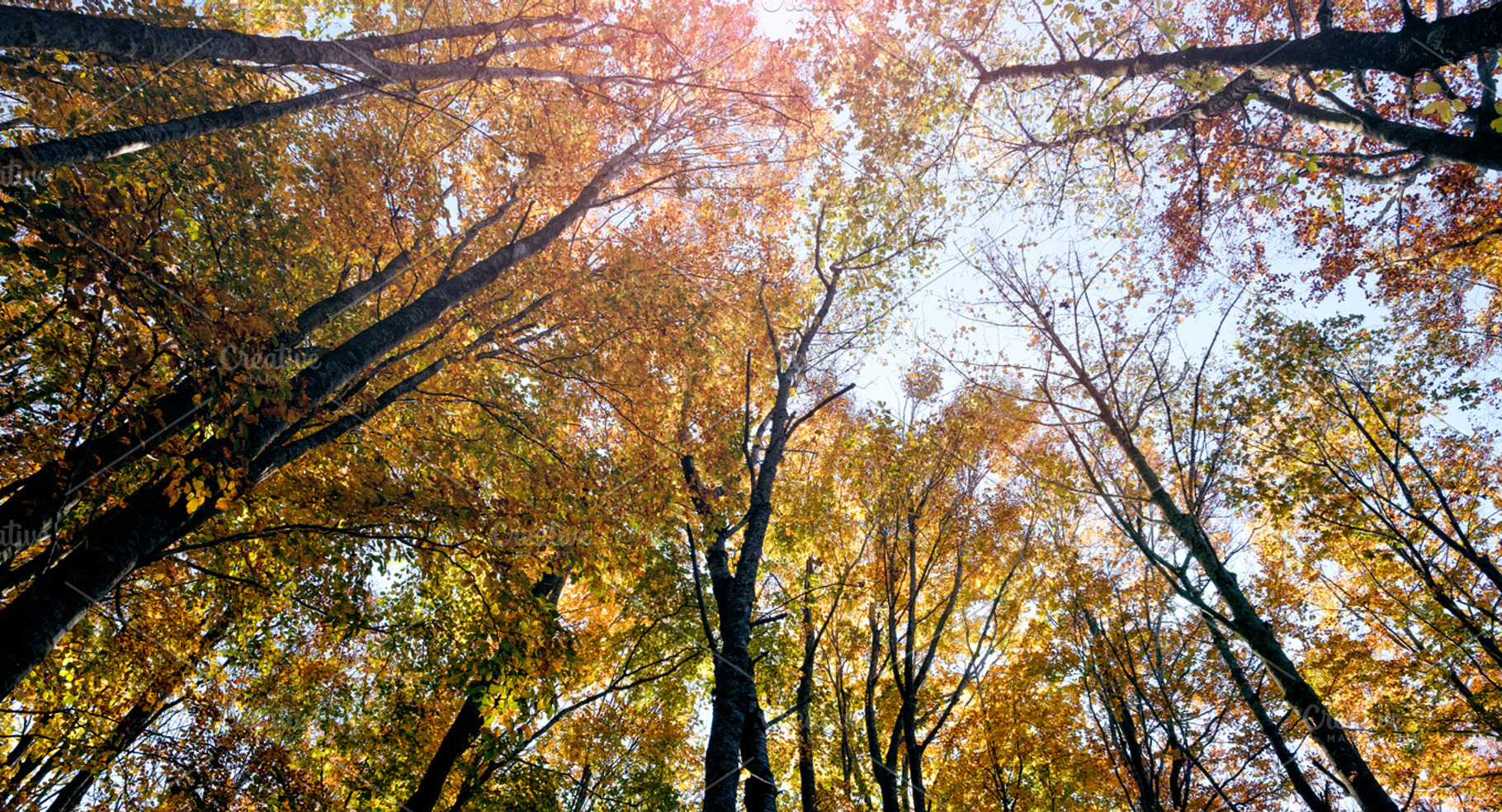 Warm colors during autumn, a Nature Photo by Lorenzo Vannucci