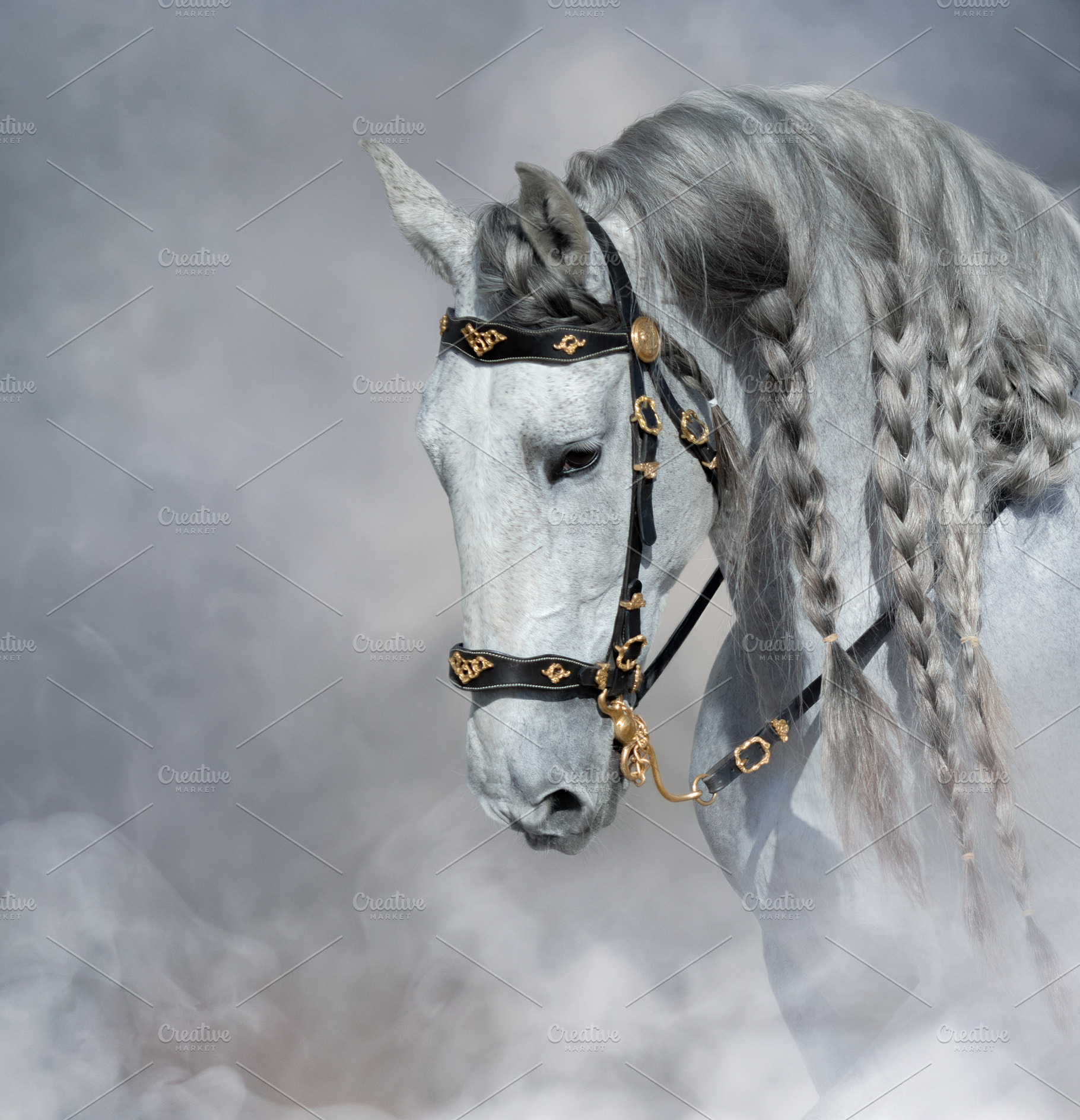Spanish light gray horse with long mane in light smoke., an Animal Photo by Horses and Dogs