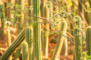 Cactus Field, a Nature Photo by THP Creative