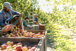 Harvesting apples in orchard with wo, a Photo by Dvoevnore photos