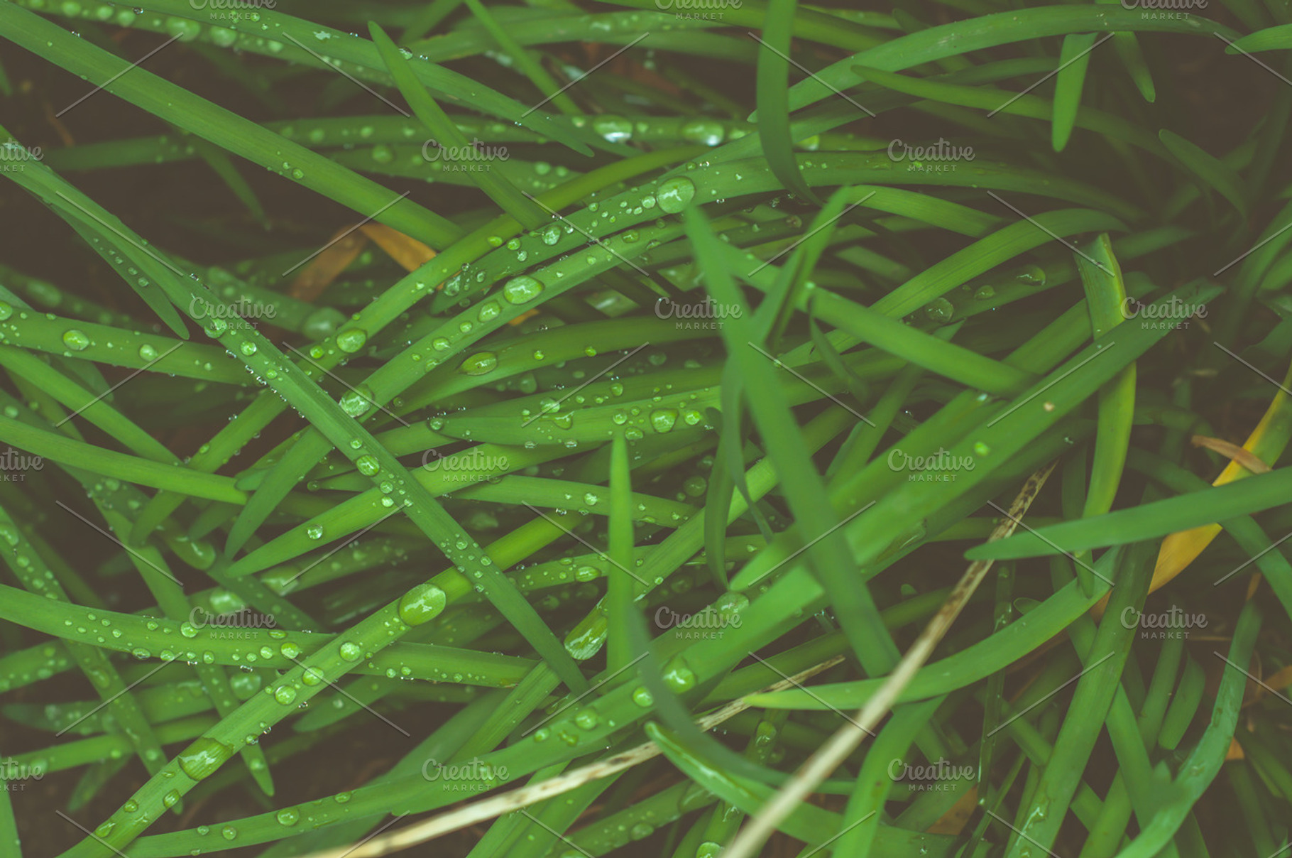 Green Grass With Raindrops Stock Photograph