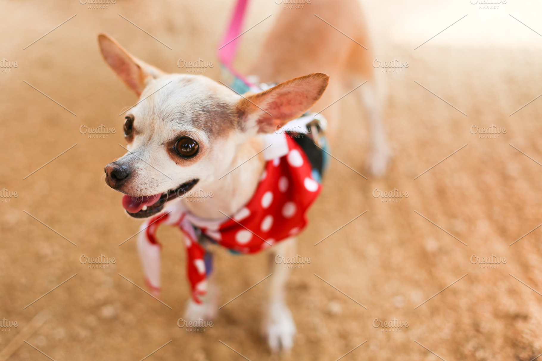 Patriotic Pup, an Animal Photo by lauracola