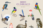 Australia Flora Fauna Clipart, an Animal Illustration by AnitaPol (Thumbnail 14 of 27)
