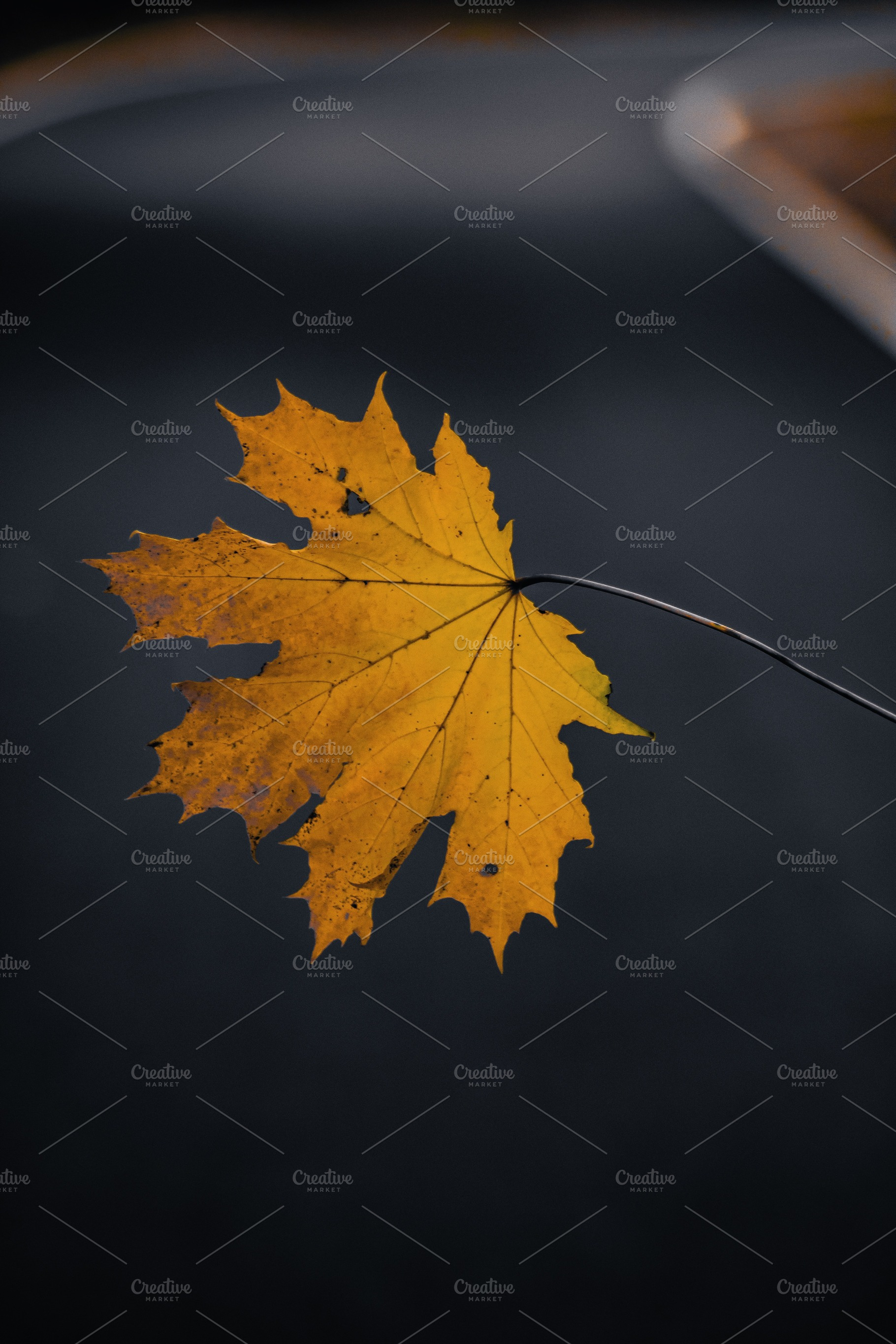 Leaf #9, a Nature Photo by jakub_kopecky