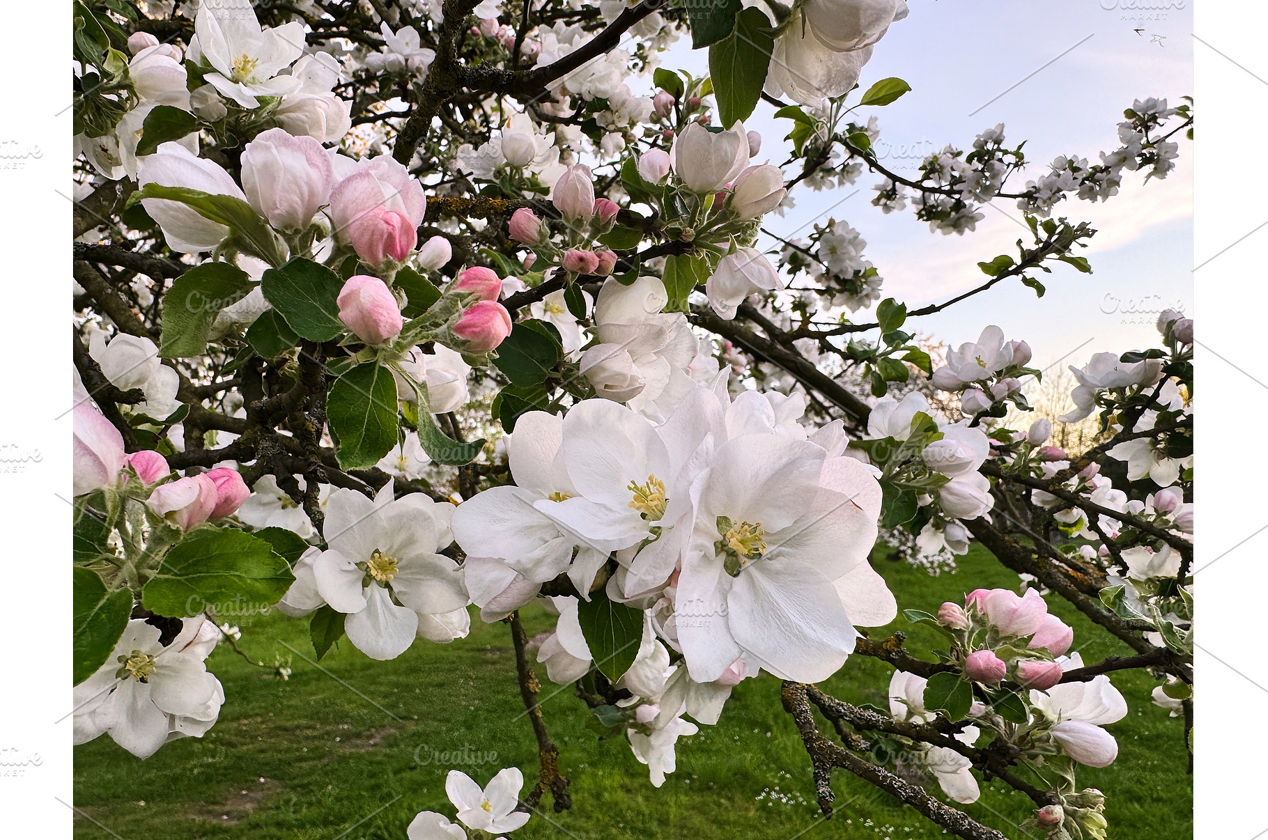 Close-up of blooming apple tree, a Photo by tilialucida