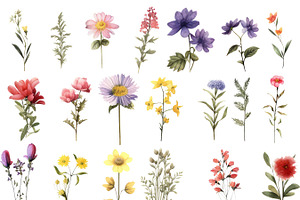 Botanical Wildflowers Clipart Bundle