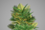 Pinanga coronata, an Environmental 3D Model by AndrewWhite (Thumbnail 25 of 25)